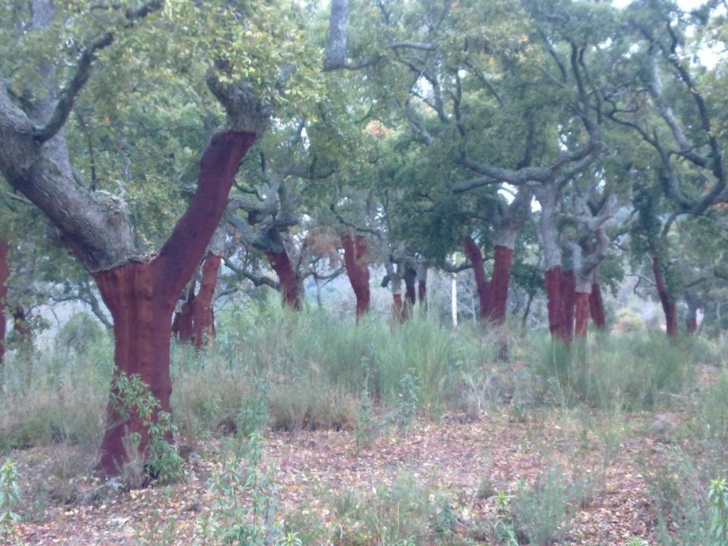 Apartamentos Rurales Candela Cañamero Kültér fotó